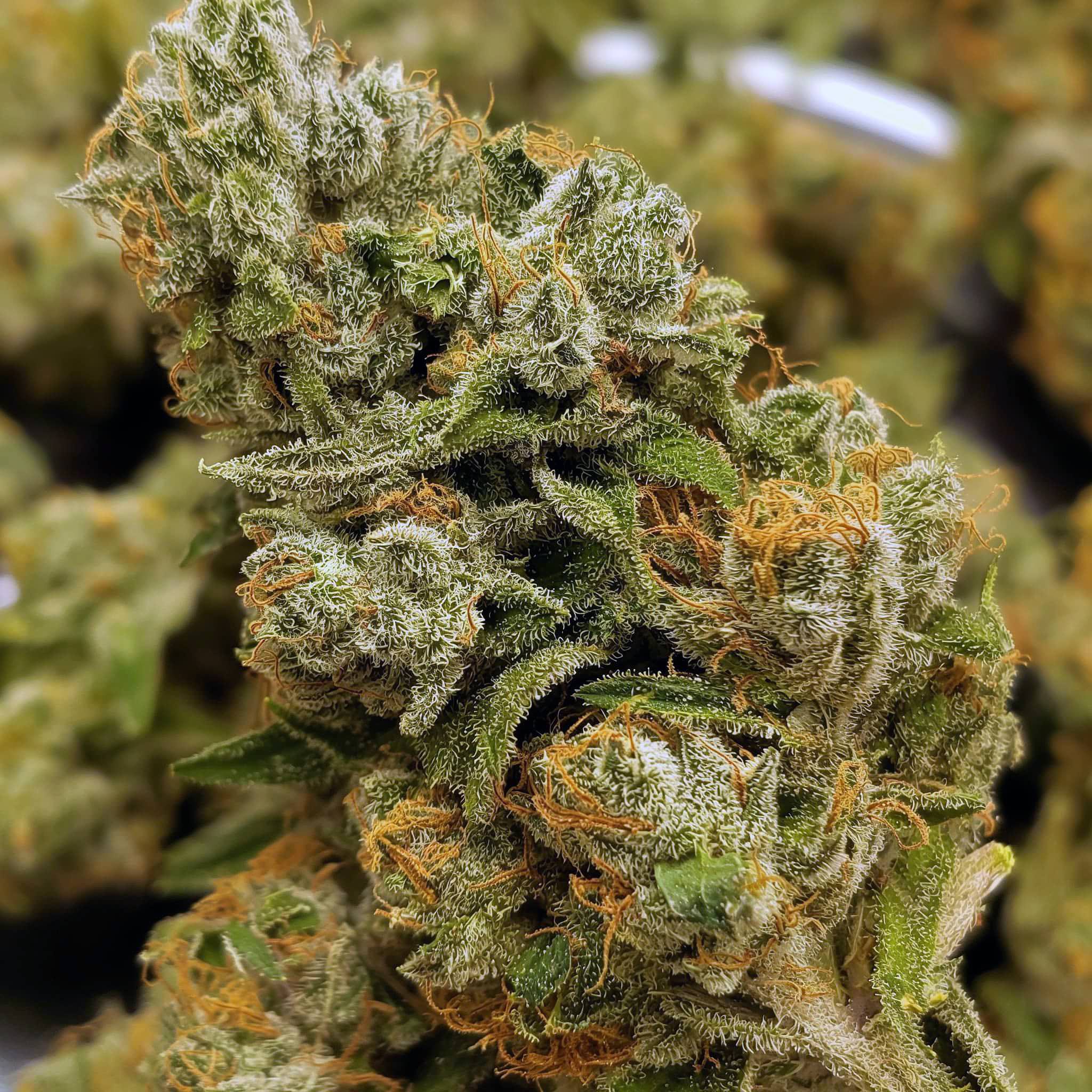 Cannabis growing techniques and cultivation methods